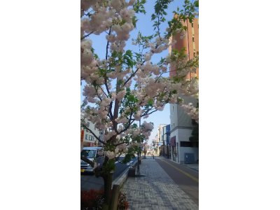 与野駅西口八重桜満開