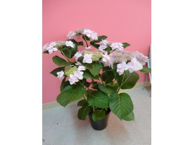 ☆紫陽花☆