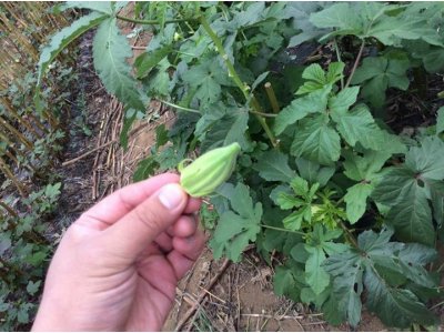 ダビデの星　　三浦野菜