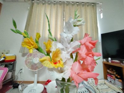 お花見