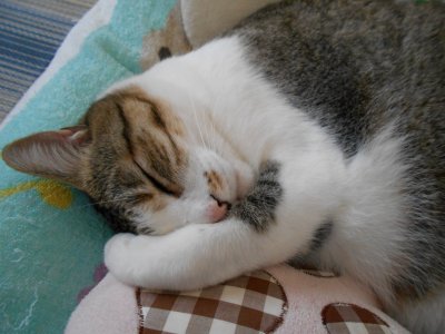 REゼロから~の放送が最終回でした。