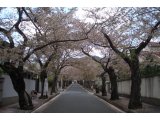 NO 31 ちょっと 休憩・・桜通り #1