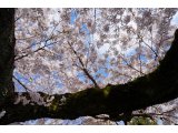 由加山の桜