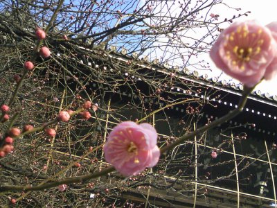 梅の花