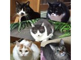 あけましておめでとうございます。光療術院のにゃんきーずです。