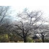 足利公園の桜　開花状況