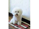 ポポルくん