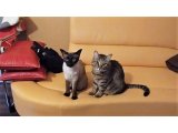 猫BAR