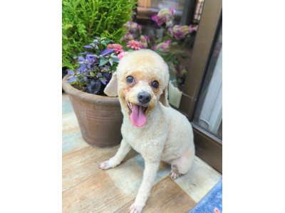 ユメちゃん