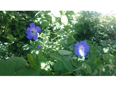 休日は