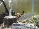 ドラード・カラシン マキシロッサス