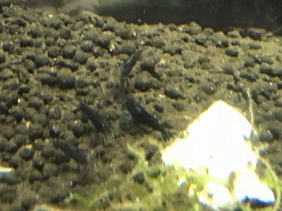 ブラック再び