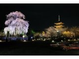 東寺の夜桜ライトアップが始まりました！