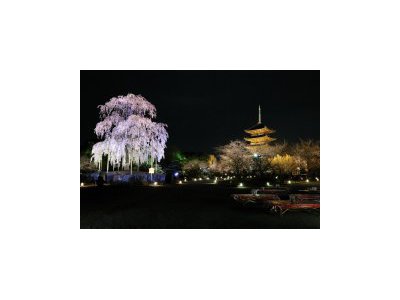 東寺の夜桜ライトアップが始まりました！