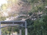 諏訪公園の桜