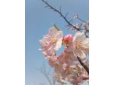 長居公園の河津桜。