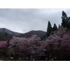 桜　かたくり