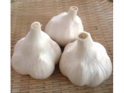 田子産にんにく　３玉×５回コース