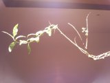 本日早くに行動