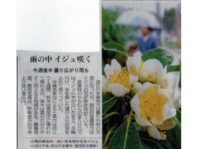 沖縄県花便り　雨の中白い清楚なイジュが咲く