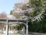 諏訪公園の桜