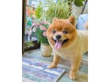ライアンくん