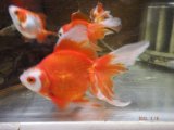 金魚はやはり難しい
