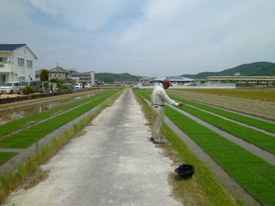 2016/5/24　苗代のラブシートをはがすと、可愛い苗がぴょこり♪( *´艸｀)