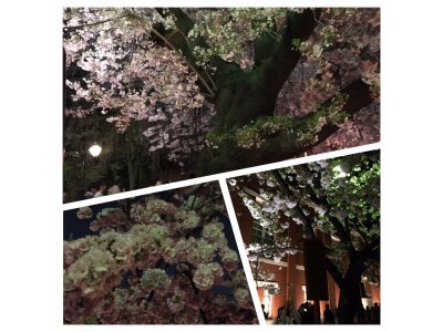 大阪造幣局の桜通り抜けに行ってきた。