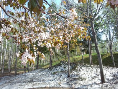 大通公園のイベント