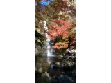 紅葉の箕面大滝