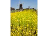 風車前は、菜の花満開