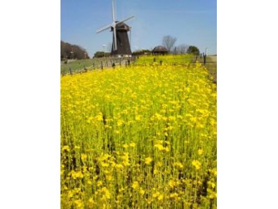 風車前は、菜の花満開