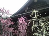 大阪天満宮の天満天神梅まつりに行ってきました