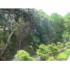 新緑の5月　　南のベランダからの風景　③
