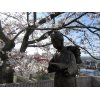 4/4『その①…桜満開』