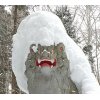 戸隠神社、隋神門。