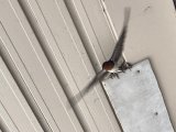 こんなカワイイお客様