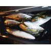 10月28日(月)の釣果