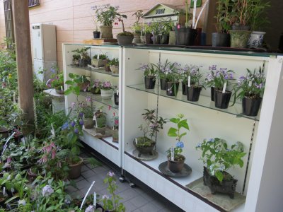 店先の展示棚