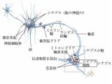 光線療法の色々な作用⑰
