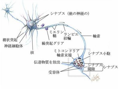光線療法の色々な作用⑰