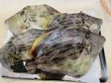 毎日厳選食材仕入れてますよ