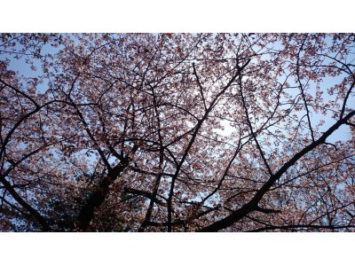 短いですが