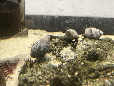 ヨコバサミ