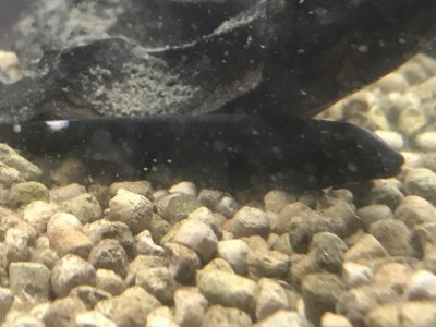 ブラックゴースト