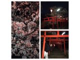 丸高稲荷神社で夜桜。