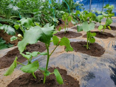 2022.05.26 Thursday・・・今日、畝の半分に定植のオクラを10本ほど・・・