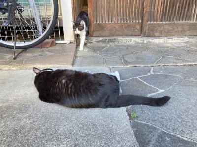 おはようございます。光療術院のひかり&みぃこです。
