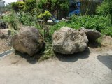 庭の石